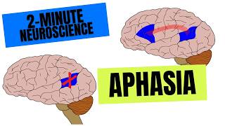 2-Minute Neuroscience: Aphasia