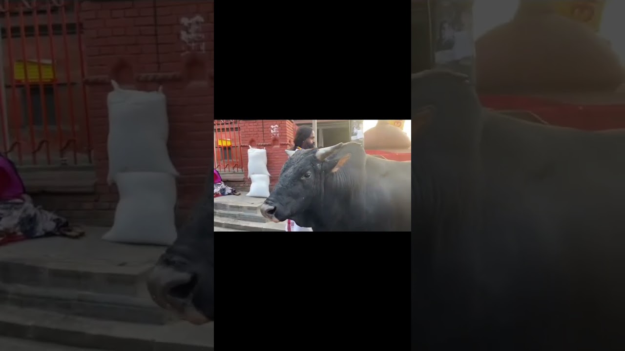 Devishree Guruji Feeding to gou matha