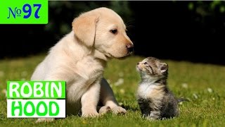 ПРИКОЛЫ 2017 с животными. Смешные Коты, Собаки, Попугаи // Funny Dogs Cats Compilation. Май №97 ПРИКОЛЫ 2017 с животными. Смешные Коты, Собаки, Попугаи // Funny Dogs Cats Compilation. Май №97