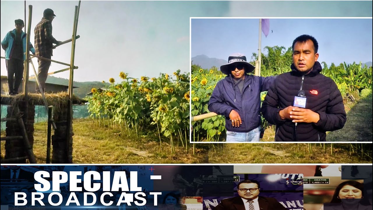 SUNFLOWER FARMING IN MANIPUR On SPECIAL BROADCAST 30 DEC 2022 YouTube