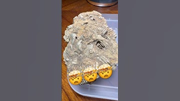 Fossilized Crinoid Stems “Indian Money” #fossils #creek #rockcollection #hobby #funfacts