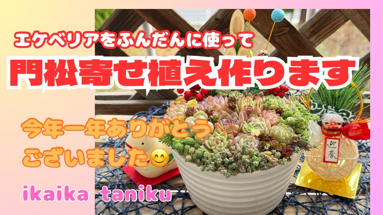 #215 『多肉植物』エケベリアをふんだんに使って門松寄せ植え作ります