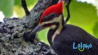 Pileated Woodpecker Calls and Drums  ONE HOUR LOOP
