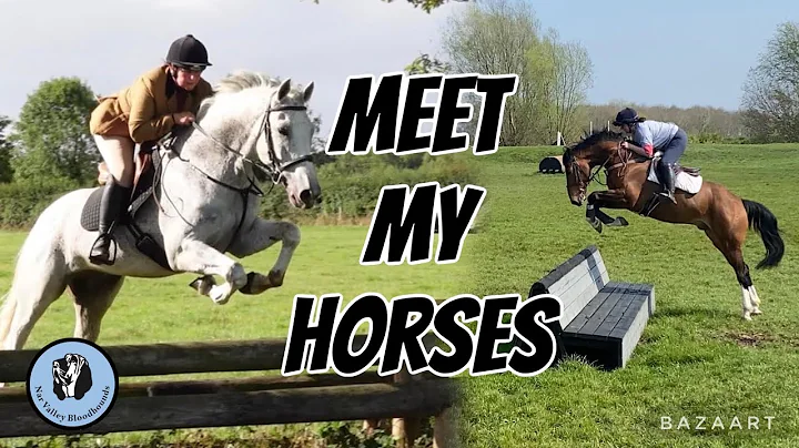 MEET MY 8 HORSES