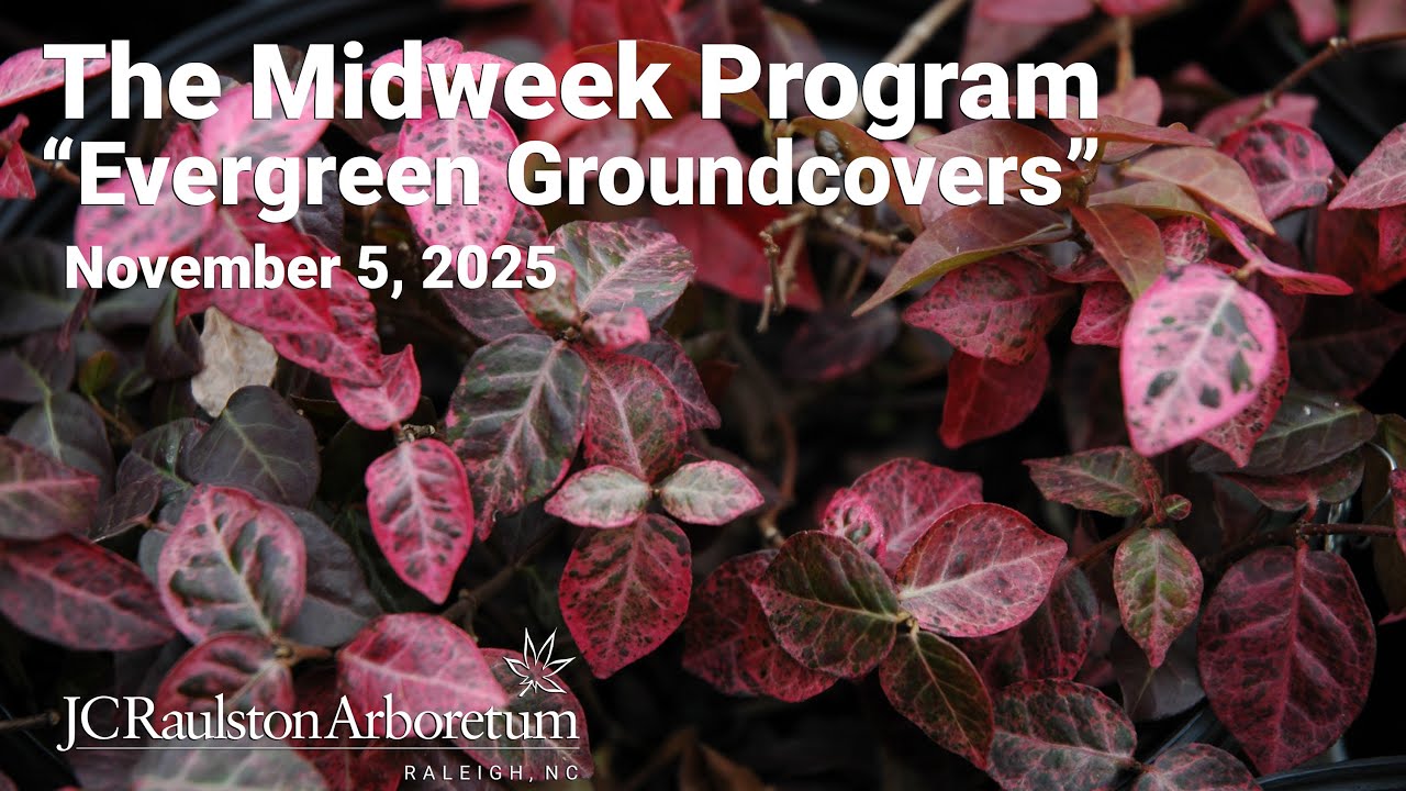 The Midweek Program - “Evergreen Groundcovers”