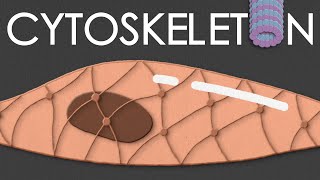 Cytoskeleton: structure and function