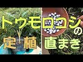 【自然農】トウモロコシのポット苗の定植＆種の直播き　[Natural farming] Corn pot seedling planting & Direct sowing of seeds