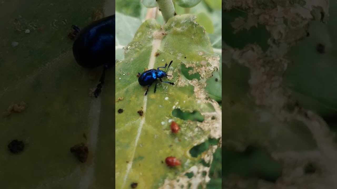 Blue Milkweed Beetle 🐞🥰 