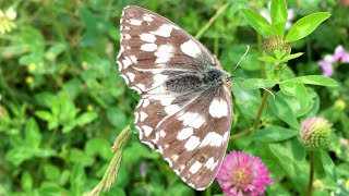 Marbled White Butterfly Generally Flies Close To The Ground