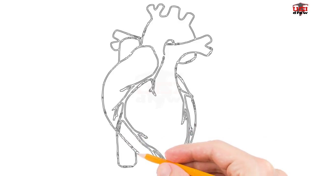 How to Draw Human Heart Step by Step Easy for Beginners – Simple Heart ...