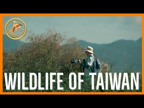 Wildlife walk I'm Taiwan #photography #Taiwan #taipei