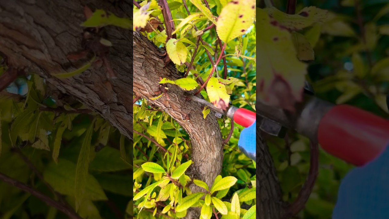 Satisfying Pruning Fruit Tree - Asmr Sound / Agribros Orchard 