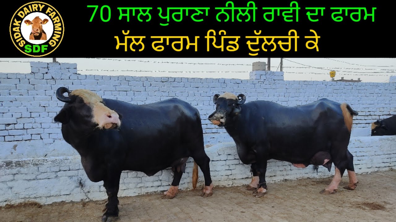 Top class Farm, Breed Neeli Ravi, ਨੀਲੀ ਰਾਵੀ ਦਾ ਚੈਂਪੀਅਨ ਫਾਰਮ 