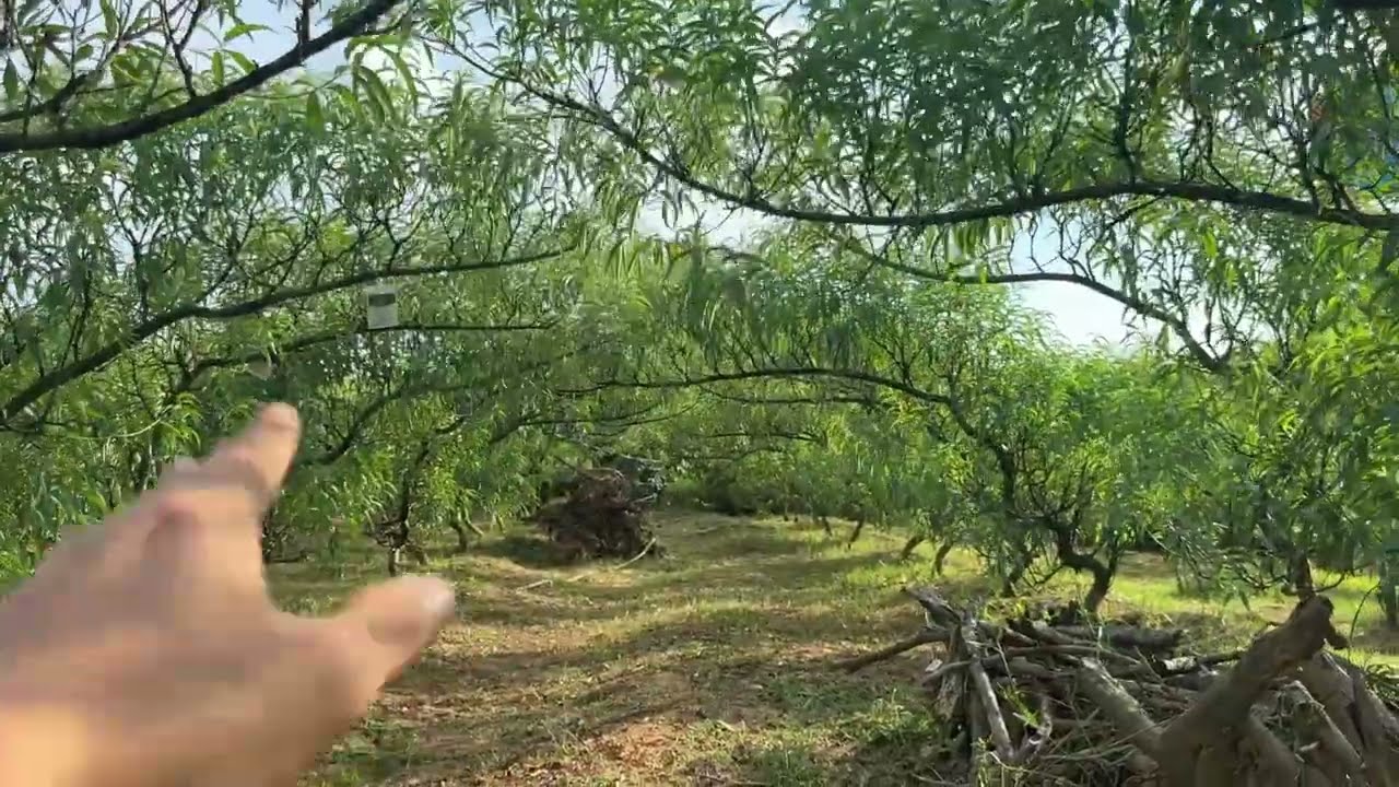 Ngày 26/7/2025 âm lịch có nên bấm ngọn đào và bón phân nữa không?