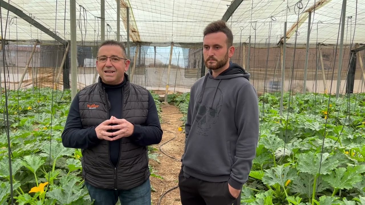 ¡Cómo PRODUCIR 16kg de CALABACÍN por metro cuadrado! - KULTIVA