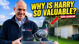 Harry Bloodline Racing Pigeons: Why Is It Still So Valuable