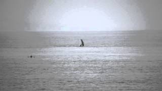 Whales Waving Goodbye (2)
