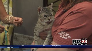 Adopt a Survivor: Meet Miley