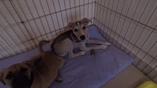 See My puppies,I bet you will fall in love with them