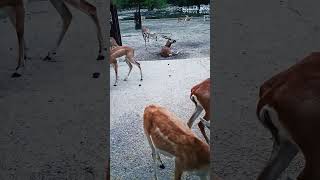 Download Lagu #heeran khana khate#vidio#like MP3