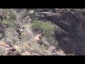 Kevin's Double Aoudad