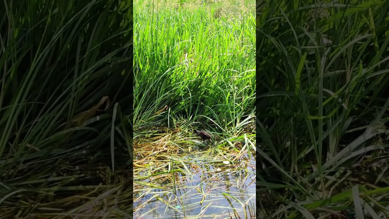 Сute Bird:  Eurasian Moorhen Chick Gets to Know the World on a Pond