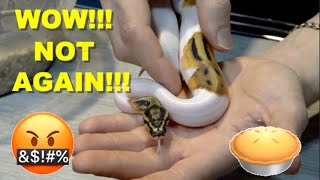 NOOOO!!!! You Win Some You Lose Some! Ball Python Clutch Update!