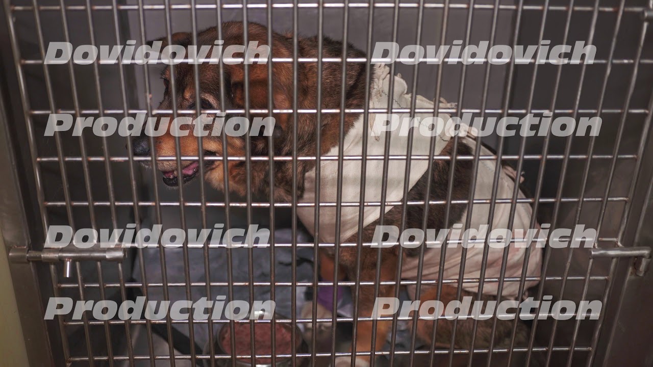Sick dog in a cage at a veterinary clinic. YouTube