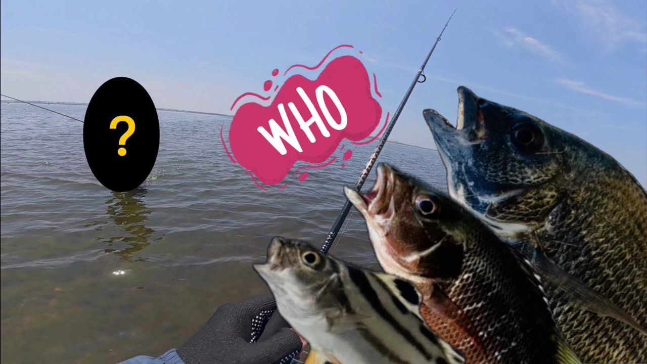 台南網紅推薦點根魚 竟偶遇大網紅！ #fishing #lure #lurefishing #釣り #釣魚 #路亞 #shimano #daiwa #黑格 #紅槽 #石斑魚 #鱸魚 #牛尾 #海鰱 