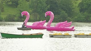 FLOATmingos at Delaware Park Information