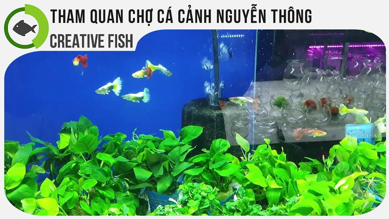 cá cảnh nguyễn thông 2022 Tham quan chợ cá cảnh Nguyễn Thông và Trung Tín 2
