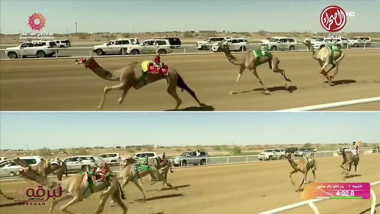 ش1 الشاهينية لـ الشيخ ناصر بن حمد آل خليفة (مهرجان ولي عهد السعودية 06-09-2025م) كأس اللقايا 5:49:69