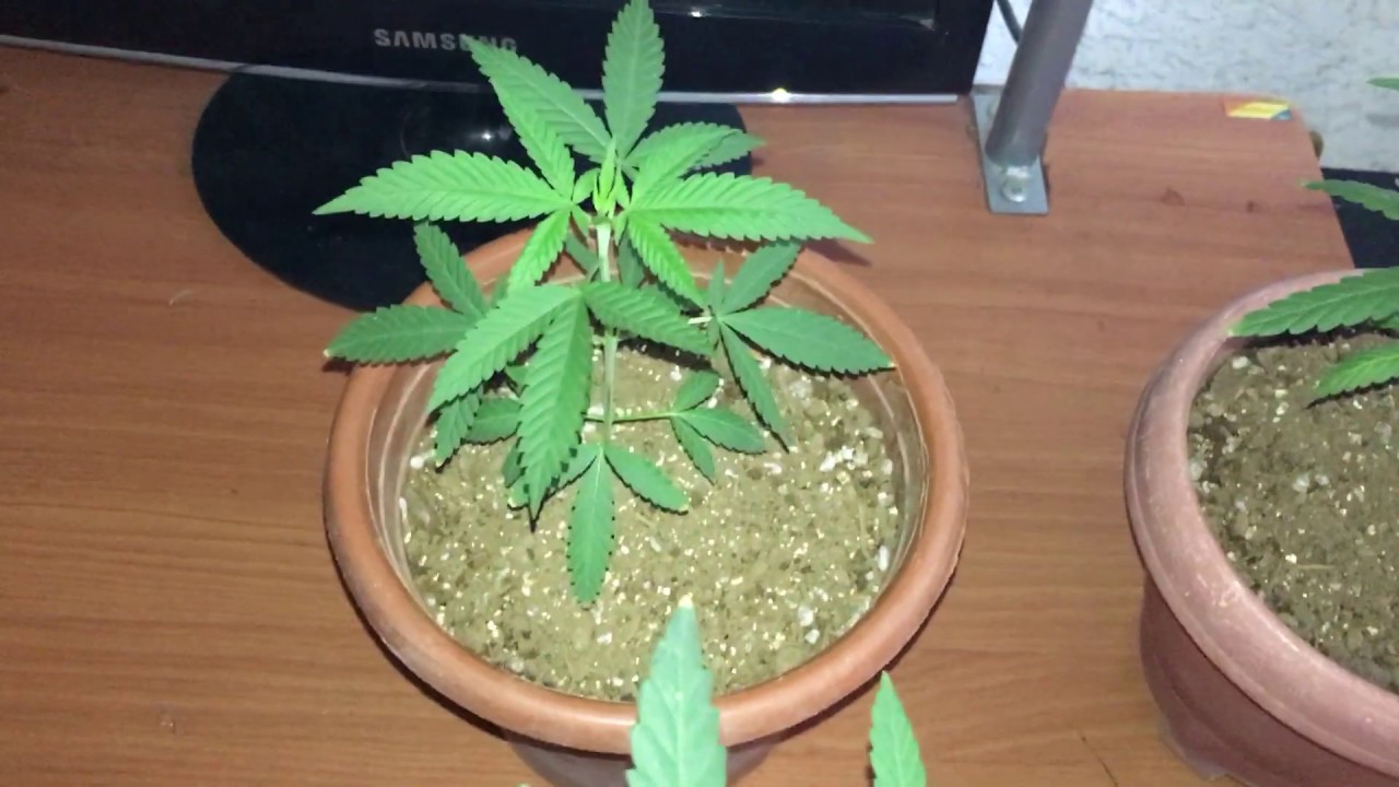 Seguimiento de cultivo de foto periodo regular #2