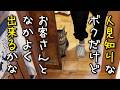 知らない人と一晩お泊りする猫
