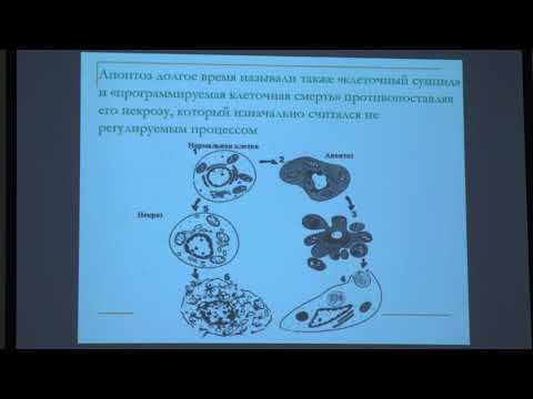 Попова Е. Н. - Структура и функция митохондрий - Роль митохондрий в апоптозе