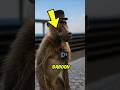 This Baboon Got Hired by the Railway 😲🚂