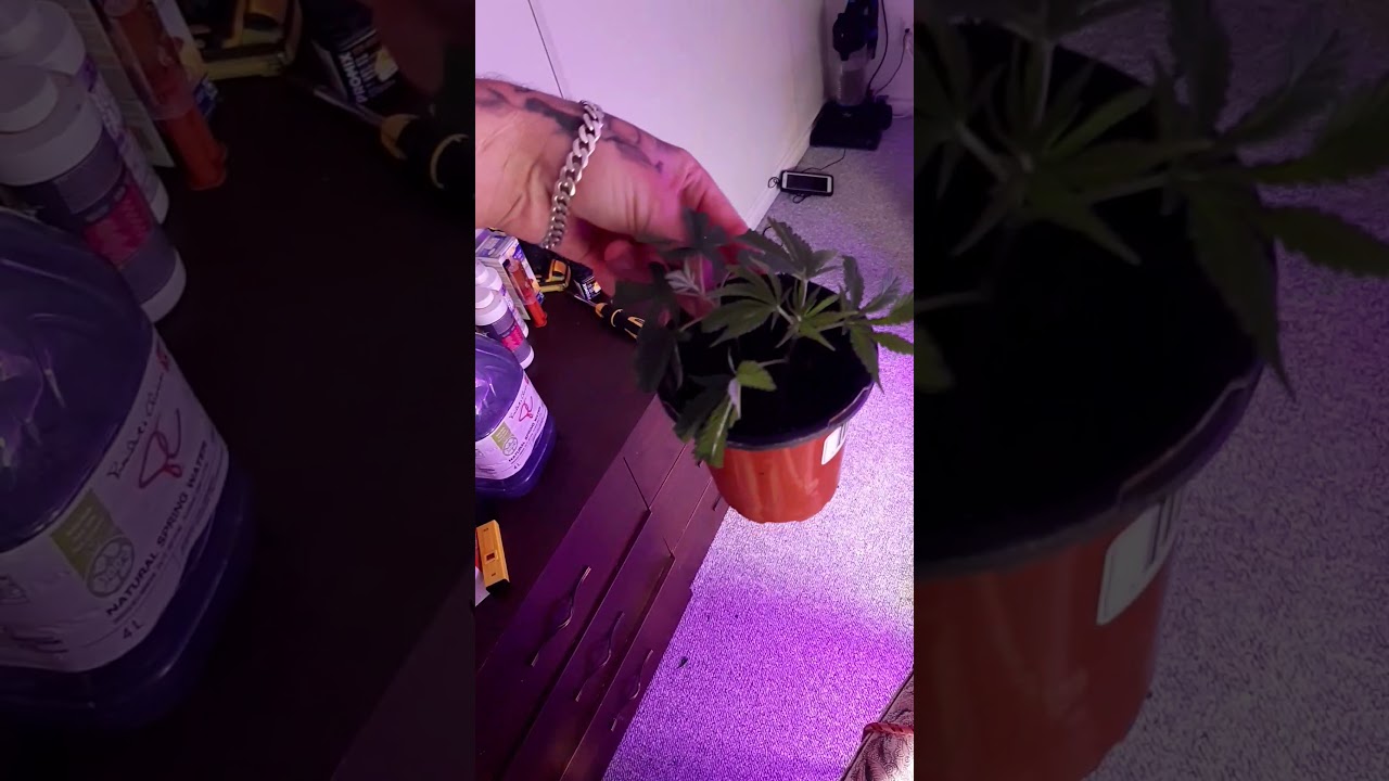 Cloning cannabis cannabis King Growers cloning update cloning in soil and tap water.