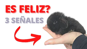 ¿Cómo saber si los conejitos son felices?