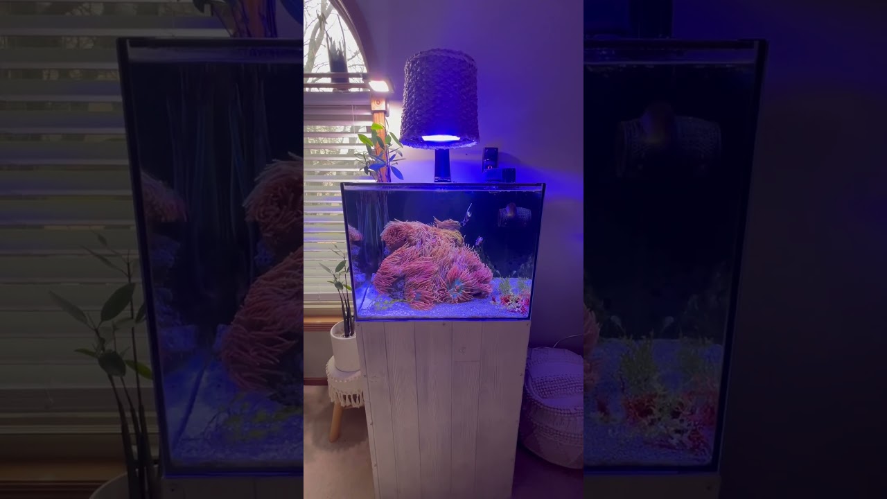 Tap on the 👆LINK ABOVE 👆to Learn EVERYTHING about Bubble Tip Anemone Husbandry / Sunburst-Mangrove