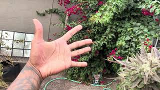 Outdoor weed grow 2023