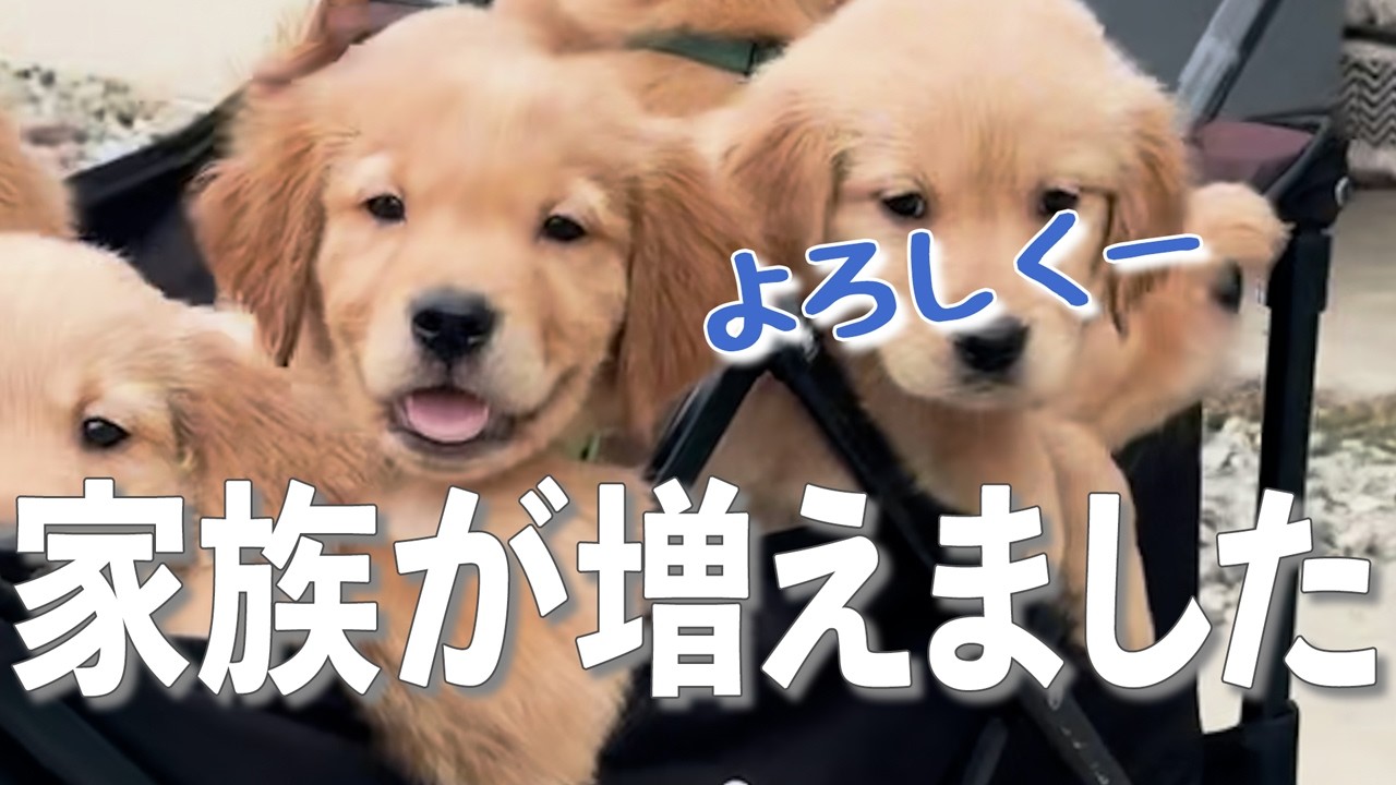  Golden Puppy ゴールデンレトリバー 6.5 million views on Instagram] We welcomed a slightly funny