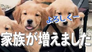 専用ページ  Golden Puppy ゴールデンレトリバー 6.5 million views on Instagram] We welcomed a slightly funny