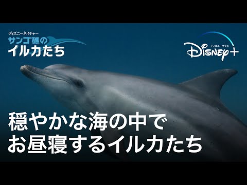 穏やかな海の中でお昼寝するイルカたち｜サンゴ礁のイルカたち
