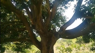 Tham quan Vườn xoài có nhiều cây xoài hàng trăm tuổi/Biên Giới 0898996787