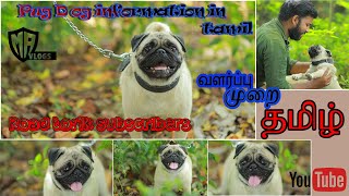 pug dog information in tamil ,tamilnadu dog kennels ,food shedule for pug ,vaccination shedule tamil