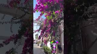 Mogán te amo #flowers #mogan #amzing #bonito #granCanaria #canarias #españa #fblifestyle