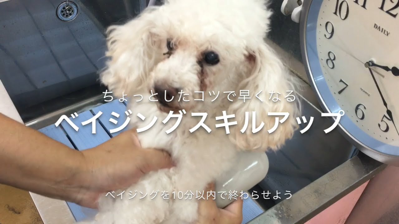 トリマーをめざす方必見！『ベイジングスキルアップ講座』