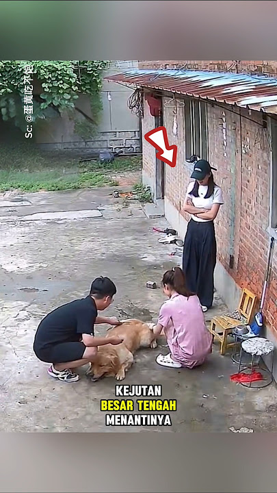 The touching moment when this dog finally met his owner again