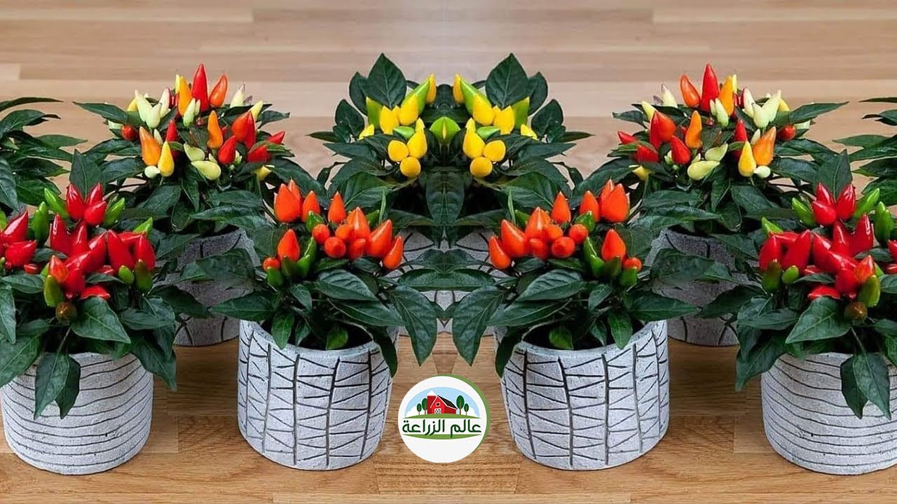فلفل الزينة هل يؤكل وكيف تعتني بنبات الفلفل فى فصل الصيف وطريقة رى وتسميد وتسريع نمو فلفل الزينة