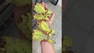 Belalang daun #amazing #kamuflase